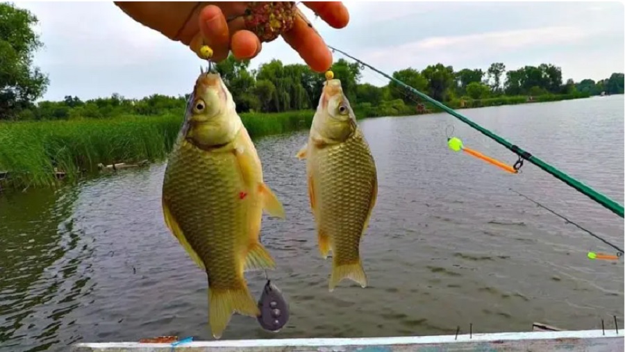 Pezullohet përkohësisht peshkimi i krapit në Kosovë