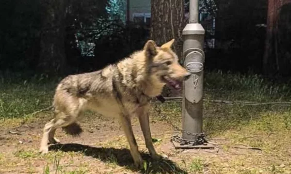 Kapet një ujk në Shkup  Gjorgjievski  Është ruajtur si kafshë shtëpiake