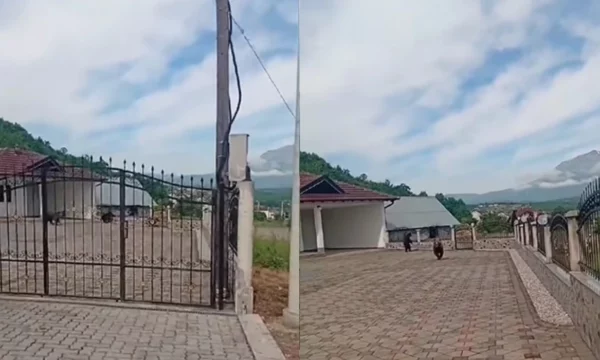 Tre arinj futen në oborrin e një shtëpie në Prizren  u vërsulen disa banorëve që i incizonin  VIDEO 