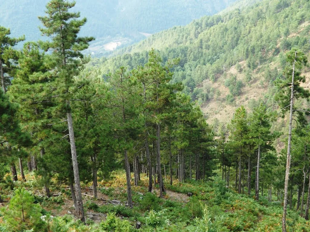 Nga 1 korriku ndalohet lëvizja në pyje pa leje për shkak të rrezikut nga zjarret