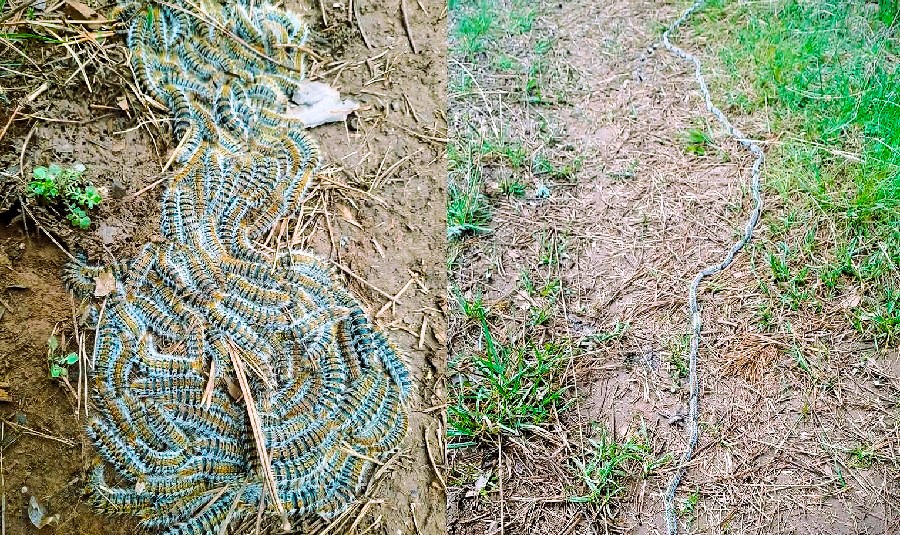 Alarm në Llojan   Paralajmërim për krimbat e pishës  të rrezikshëm për njerëzit dhe kafshët  foto 